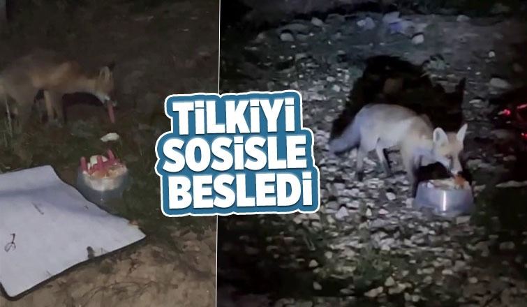 Yaylada tilkiyi sosisle besledi