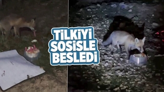 Yaylada tilkiyi sosisle besledi