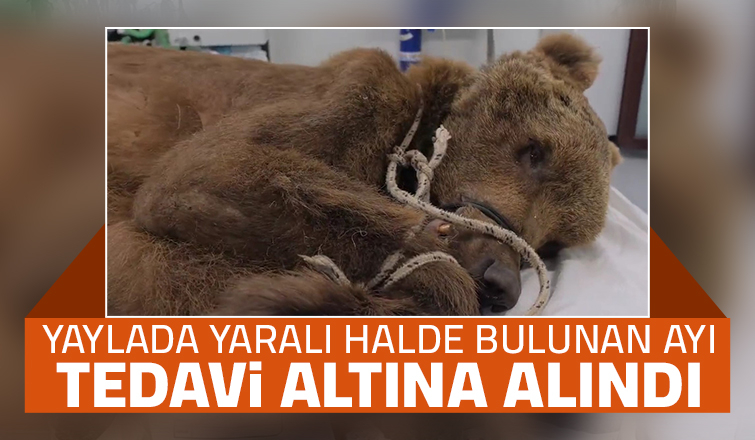 Yaylada yaralı ayı bulundu