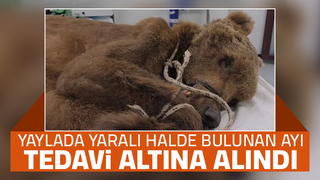 Yaylada yaralı ayı bulundu