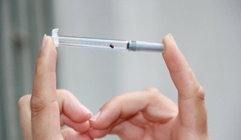 Yaz aylarının kâbusu oldular! Ölü sayısı 10’a yükseldi