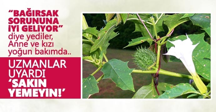 Yedikleri boru otu bir aileyi öldürüyordu