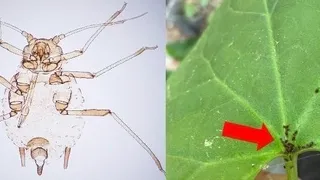 Yeni böcek türü bulundu