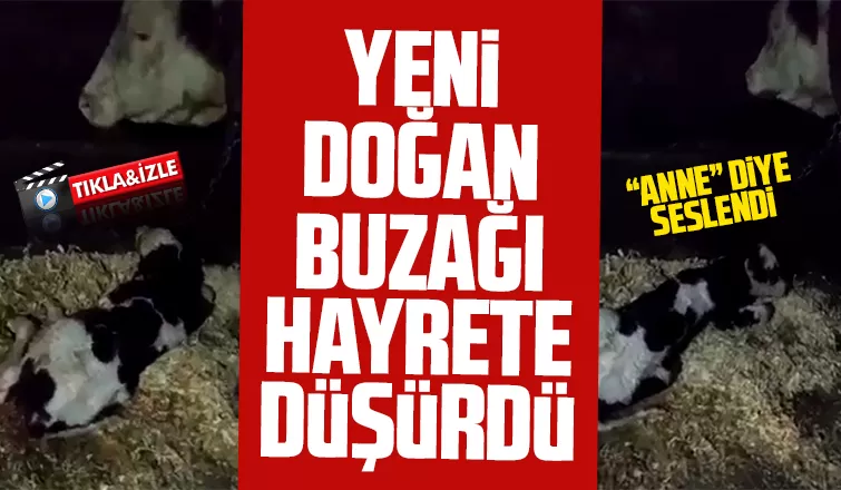 Yeni doğan buzağı hayrete düşürdü
