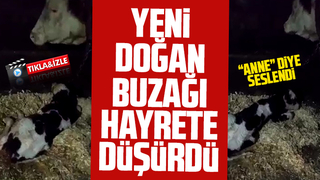 Yeni doğan buzağı hayrete düşürdü