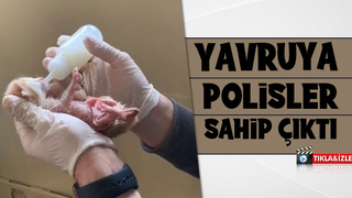 Yeni doğmuş yavru kediye polis şefkati