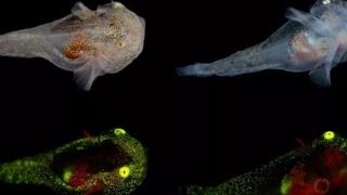 Yeni keşfedilen balık herkesi hayrete düşürdü