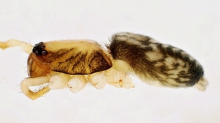 Yeni örümcek türü keşfedildi: Turkocranum