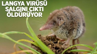 Yeni salgın ortaya çıktı, öldürücü