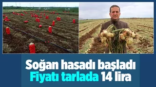 Yeni soğan hasadı başladı, fiyatlar düşüyor