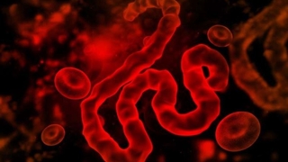 Yeni tehdit Chapare virüsü