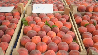 Yerli şeftalinin fiyatı her geçen gün düşüyor