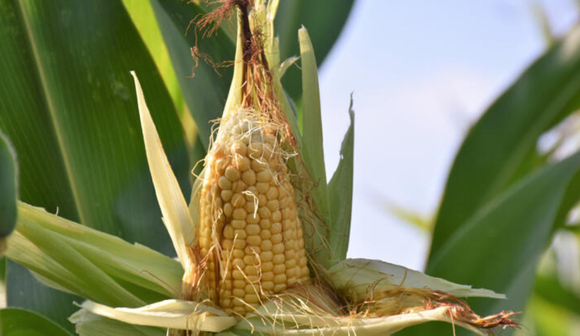 Yerli tohum çiftçiden tam not aldı