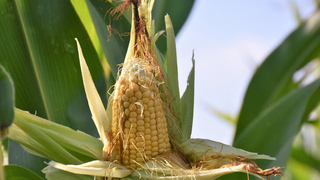 Yerli tohum çiftçiden tam not aldı