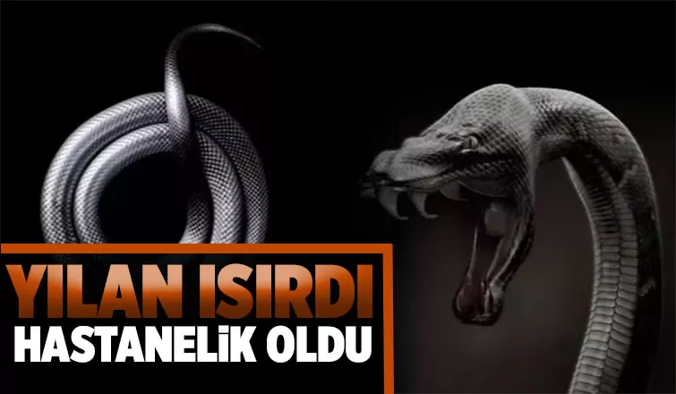 Yılanın ısırdığı kişi hastanelik oldu