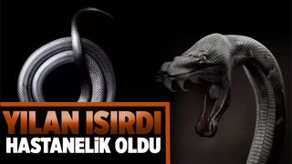 Yılanın ısırdığı kişi hastanelik oldu