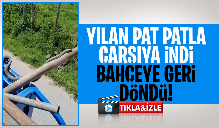 Yılanın pat pat ile yolculuğu
