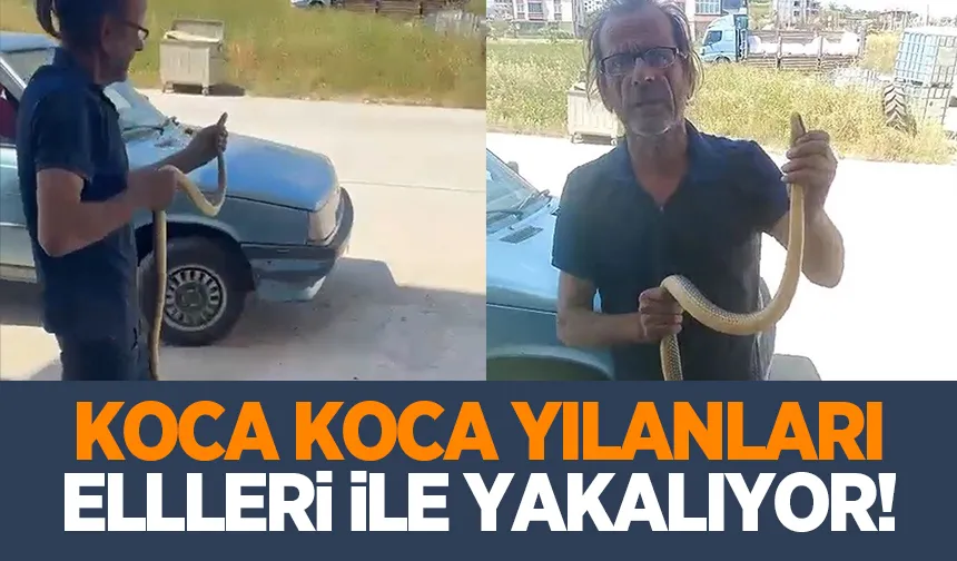 Yılanları çıplak elleri ile yakalıyor