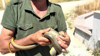 Yılanları çıplak elleri ile yakalıyor