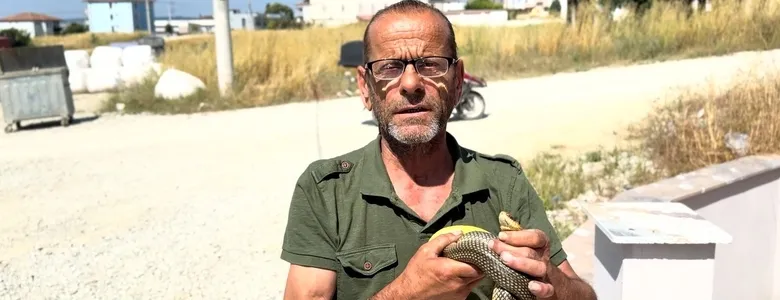 Yılanları çıplak elleri ile yakalıyor