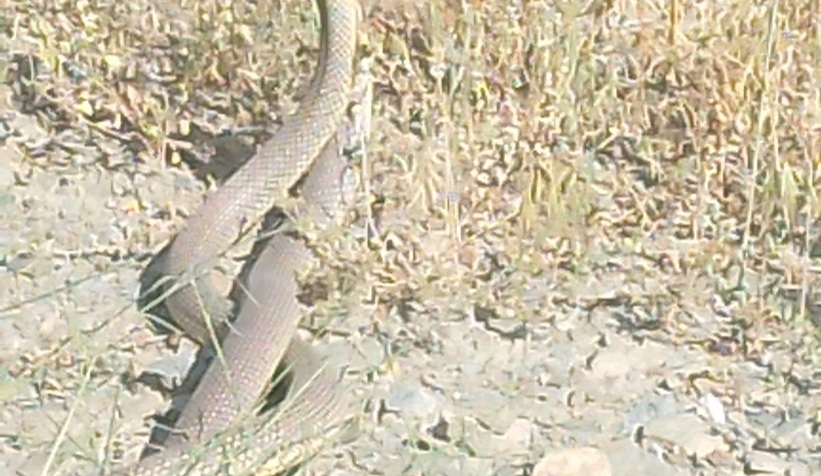 Yılanların dansı kamerada