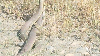 Yılanların dansı kamerada