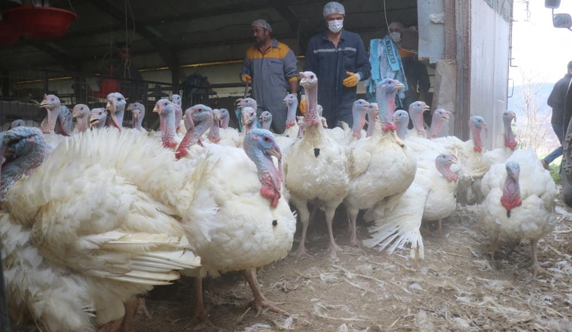 Yılbaşı hindileri sofralarda yerini almaya hazırlanıyor