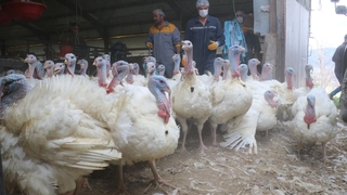 Yılbaşı hindileri sofralarda yerini almaya hazırlanıyor