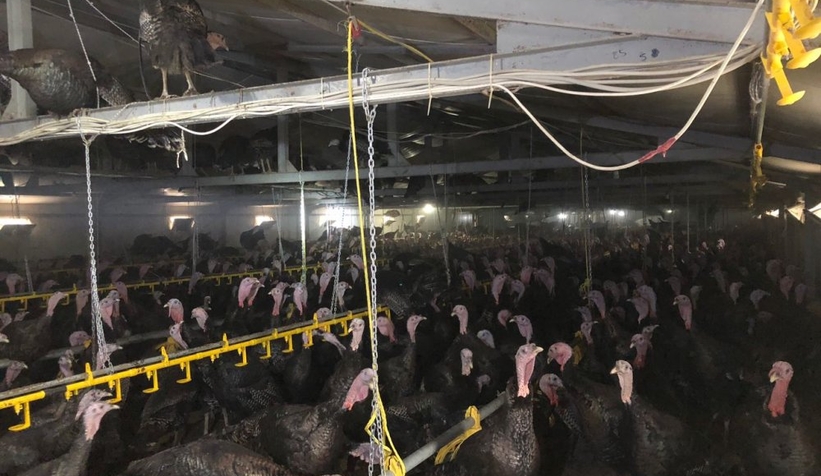 Yılbaşı kutlamaları iptal oldu, 3 bin hindi elinde kaldı