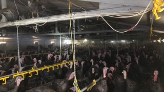 Yılbaşı kutlamaları iptal oldu, 3 bin hindi elinde kaldı