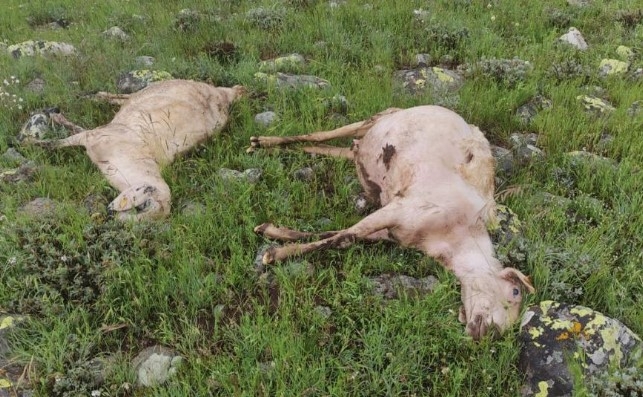 Yıldırımın isabet ettiği sürüde 27 koyun telef oldu