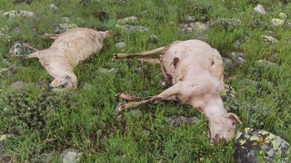 Yıldırımın isabet ettiği sürüde 27 koyun telef oldu