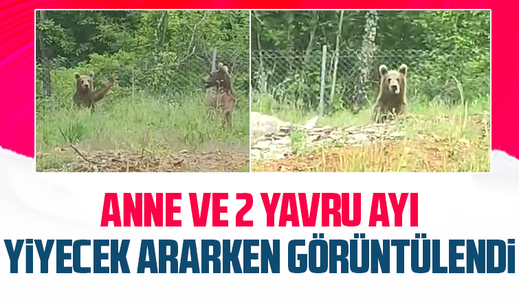 Yiyecek arayan anne ayı ve yavruları böyle görüntülendi