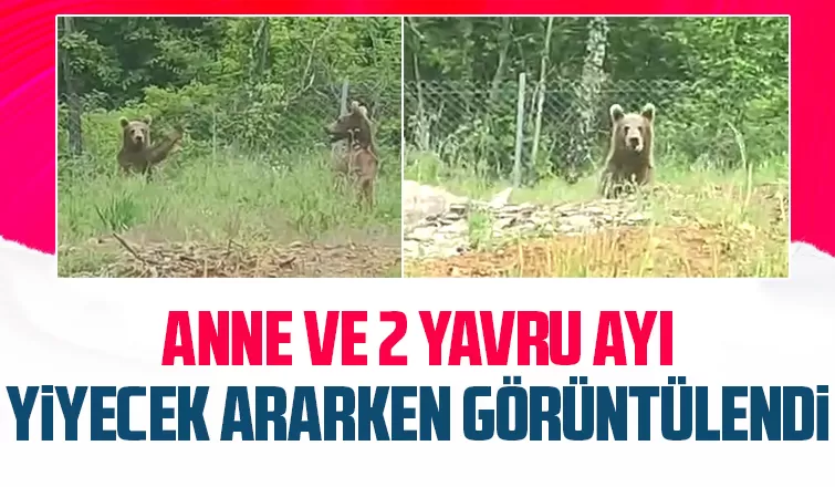Yiyecek arayan anne ayı ve yavruları böyle görüntülendi