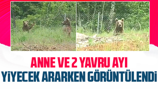Yiyecek arayan anne ayı ve yavruları böyle görüntülendi
