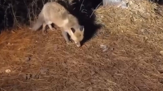 Yiyecek arayan tilkiyi köpek mamasıyla besledi
