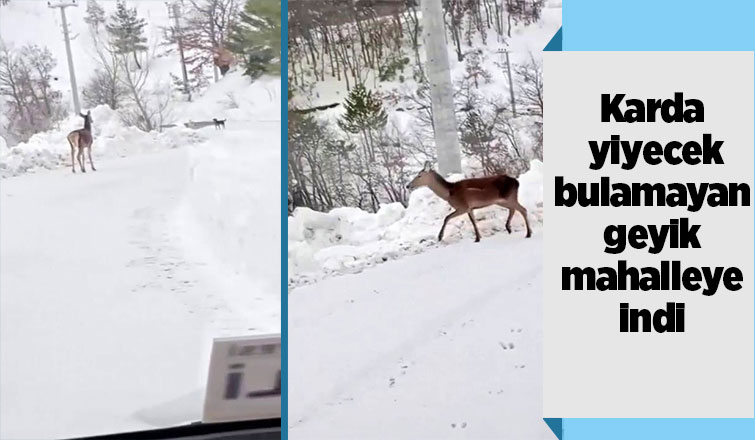 Yiyecek bulamayan geyik mahalleye kadar indi