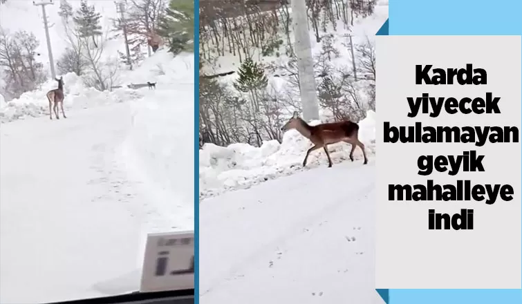 Yiyecek bulamayan geyik mahalleye kadar indi