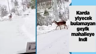 Yiyecek bulamayan geyik mahalleye kadar indi