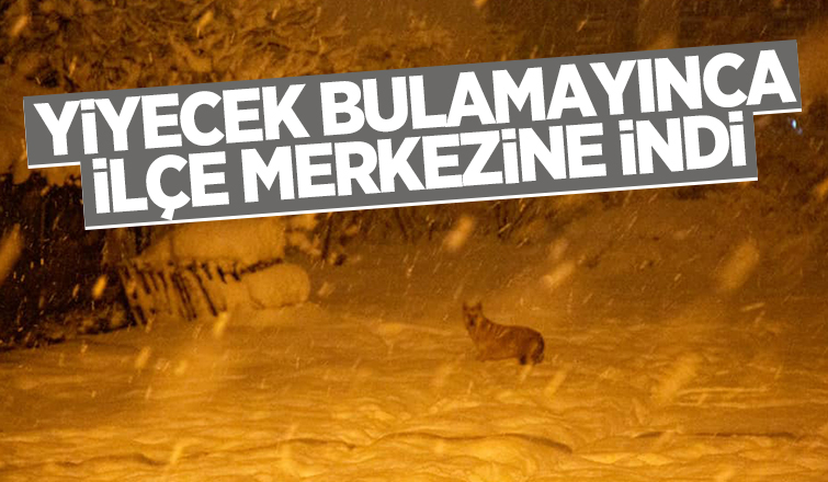 Yiyecek bulamayınca ilçe merkezine indi