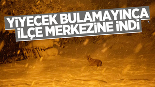 Yiyecek bulamayınca ilçe merkezine indi