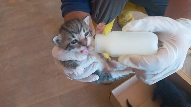 Yola bırakılan 5 kedi yavrusuna duyarsız kalmadı