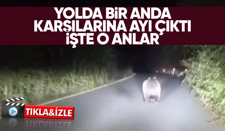 Yolda önlerine ayı çıktı