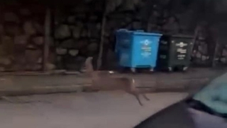 Yolunu kaybeden karaca mahalleye indi