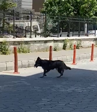Yolunu kaybeden kurt, şehir merkezine indi