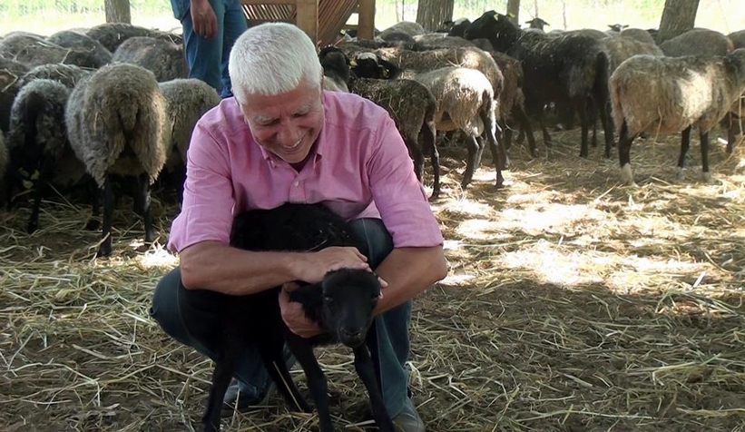Yöneticiliği bıraktı, koyun yetiştiricisi oldu