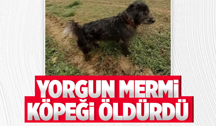 Yorgun mermi köpeği öldürdü