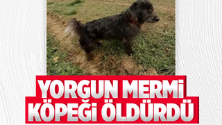 Yorgun mermi köpeği öldürdü