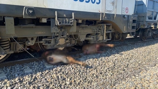  Yük treni sürüye daldı: 8 büyükbaş telef oldu