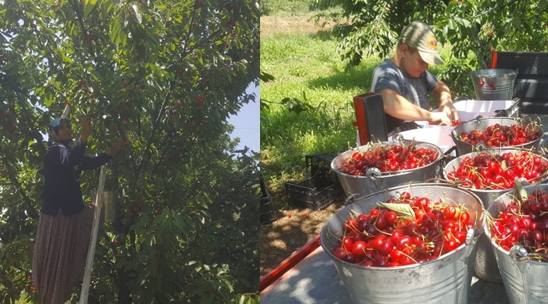 Yukarı Dereköy'de kiraz hasadı sürüyor